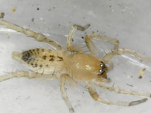 Clubiona sp.